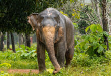 Большой Московский цирк получил уникальный подарок из Мьянмы 9ebbaeda-0e41-4933-8d44-7b22d145ec0f-67d4a184