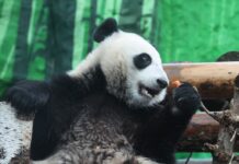 Юная панда Катюша покоряет новые вершины в Московском зоопарке 2ec9d1b6-ba2e-4195-a1ec-4d11a9800d37-67f67c58
