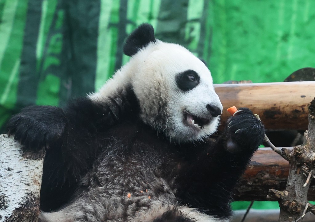 Панда Катюша в Московском зоопарке: последние новости 5 февраля, видео