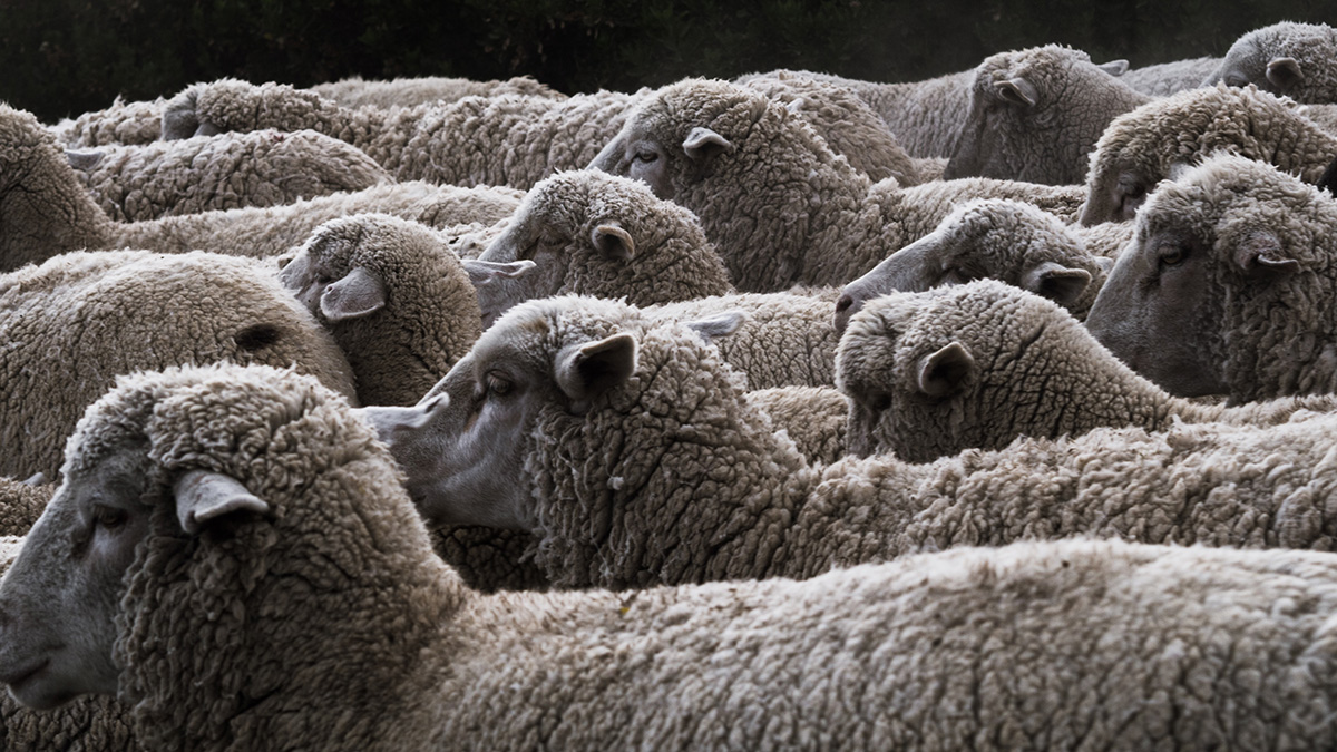 Фермеры обвинили мифическую чупакабру в убийствах овец в Мексике