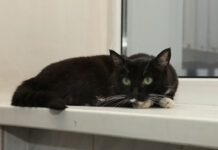 Лесли Гринхаф и его кошка Милли открыли секреты долгой жизни Местная старенькая кошка23 годаФГ