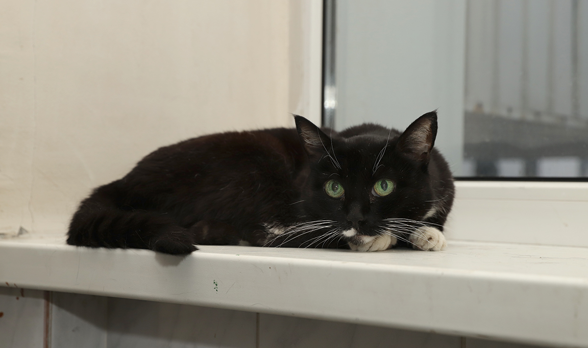 Хозяин 30-летней кошки раскрыл секреты ее долголетия