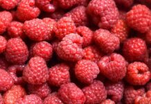 Россельхознадзор защищает Подмосковье от опасной малины и тетрациклина rosselhoznadzor zashhishhaet podmoskove ot opasnoj maliny i tetracziklina-obzone-su-174208582200-0