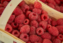 Россельхознадзор защитил Подмосковье от малины с Западным цветочным трипсом из Марокко Ярмарки выходного дня