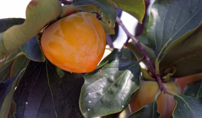 Спасет от простуды: назван сезонный фрукт с защитными свойствами