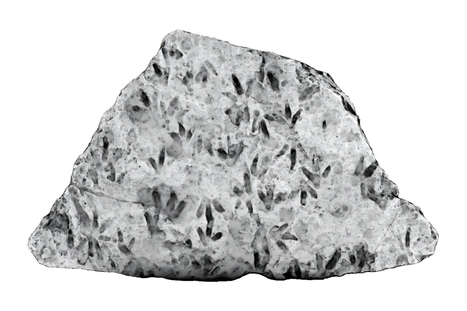 Уникальное открытие следов динозавров в австралийской школе-0