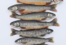 Уникальные карликовые гольцы-мальмы найдены в реликтовом озере Авотя на Камчатке unikalnye karlikovye golczymalmy najdeny v reliktovom ozere avotya na kamchatke-obzone-su-174300879500-0