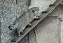 Успехи манула Тимофея из Московского зоопарка радуют посетителей столицы uspehi manula timofeya iz moskovskogo zooparka raduyut posetitelej stoliczy-obzone-su-174282953400-0