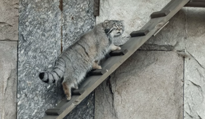 Зажировка манула Тимофея продолжается по плану – Московский зоопарк