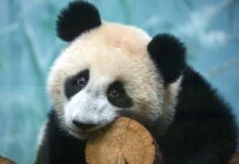 Катюша и Диндин в Московском зоопарке - новые видео от Светланы Акуловой katyusha i dindin v moskovskom zooparke novye video ot svetlany akulovoj-obzone-su-174479511000-0