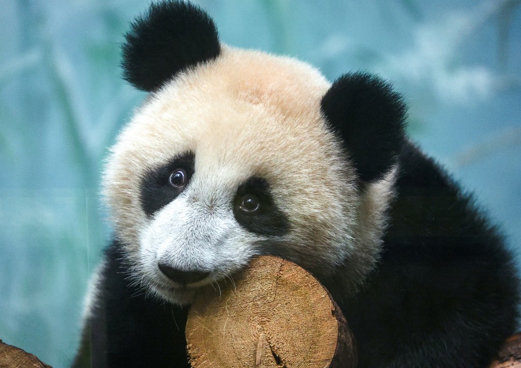 Панда Катюша