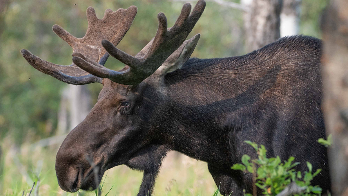 Подмосковных водителей предупредили о выбегающих на дорогу лосях