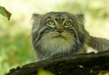 Манул Тимофей из Московского зоопарка встречает лето с обновленным образом и энергией Подготовка животных Московского зоопарка к зиме