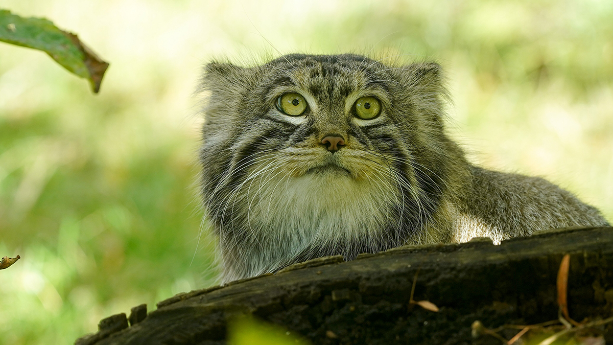 Манул Тимофей начал готовиться к летнему сезону и вступил в активную фазу разжировки