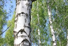 Народные приметы 11 апреля Берещенье как береза подскажет погоду narodnye primety 11 aprelya bereshhene kak bereza podskazhet pogodu-obzone-su-174432374100-0