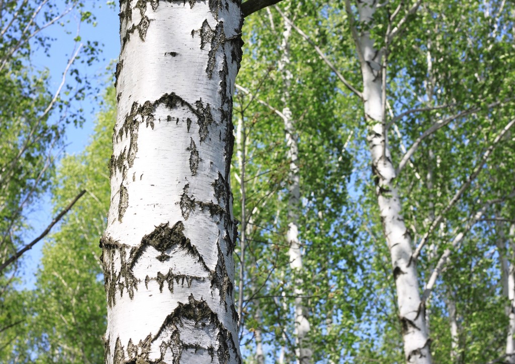 Приметы на 11 апреля