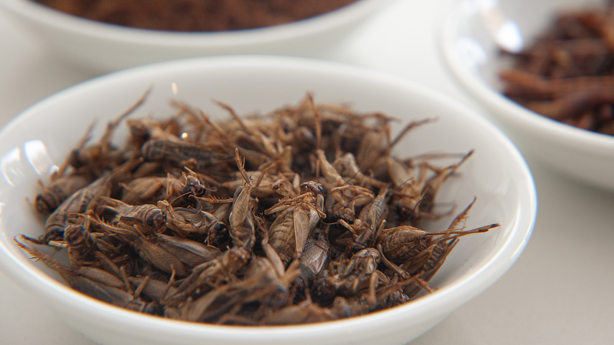 В Госдуме опасаются, что россиянам станут незаметно добавлять мух в хлеб