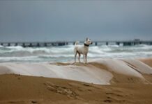 Оптимизм АТОР - пляжи Анапы и Темрюкского района могут открыться к лету optimizm ator plyazhi anapy i temryukskogo rajona mogut otkrytsya k letu-obzone-su-174497852400-0