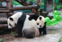 Панда Катюша в Московском зоопарке радует новыми видео от Светланы Акуловой panda katyusha v moskovskom zooparke raduet novymi video ot svetlany akulovoj-obzone-su-174427679600-0