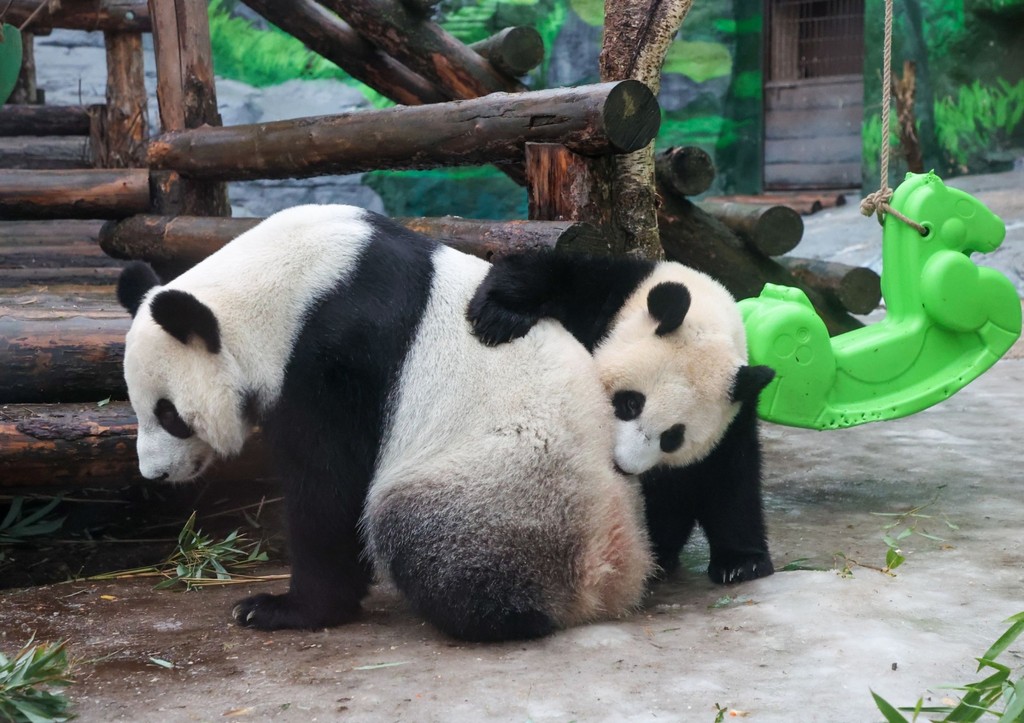 Панда Катюша и Диндин