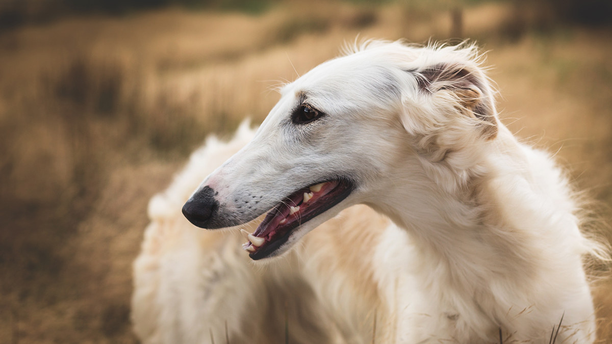 Охранник высадил породистого пса из электрички в Ленинградской области