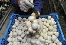 Правда о шампиньонах раскрыта экспертом Ольгой Бурлаковой для вашего здоровья pravda o shampinonah raskryta ekspertom olgoj burlakovoj dlya vashego zdorovya-obzone-su-174377457800-0