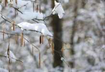 Прогноз пыльцы в Москве 11 апреля береза и ольха под контролем SILAM prognoz pylczy v moskve 11 aprelya bereza i olha pod kontrolem -obzone-su-174433122600-0