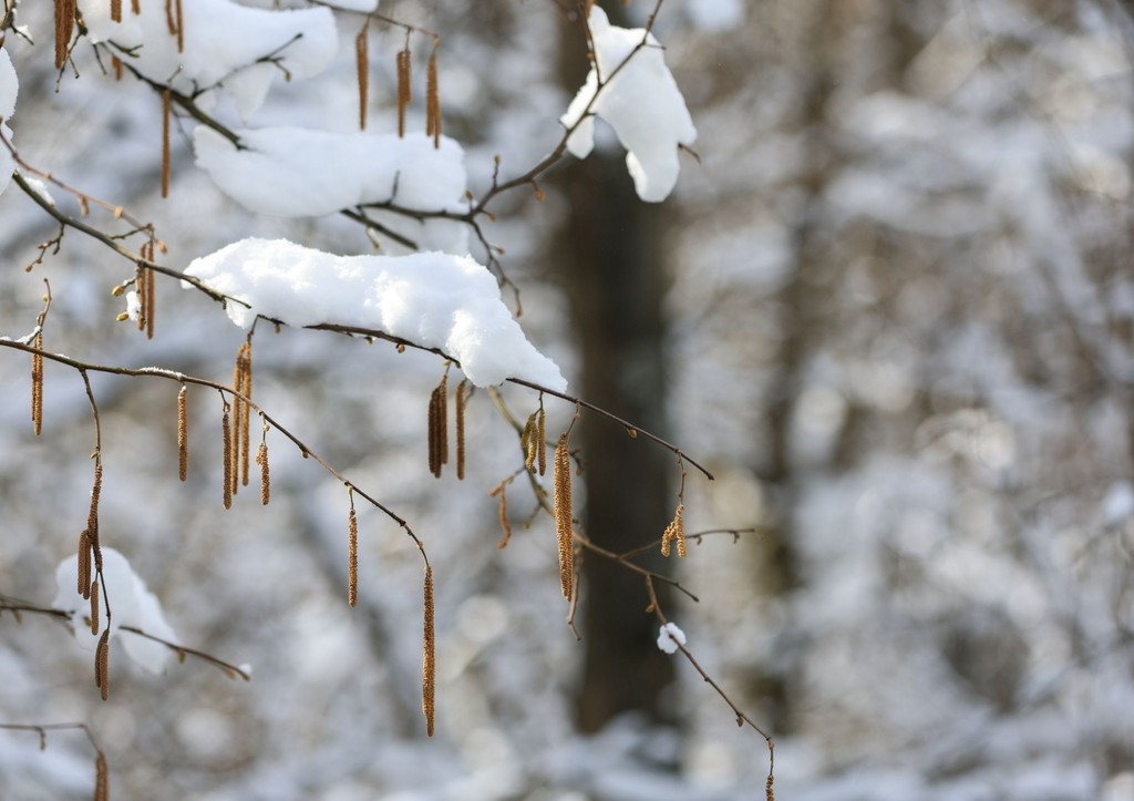 Пыльца сегодня в Москве: прогноз на 11 апреля, сильный занос березы