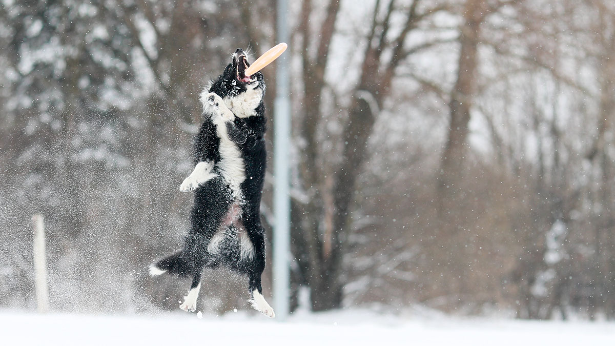 Кинолог объяснил, чем может навредить собакам апрельский снег