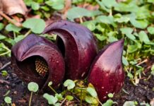 Симплокарпус зловонный украсил «Аптекарский огород» МГУ имени Ломоносова simplokarpus zlovonnyj ukrasil aptekarskij ogorod mgu imeni lomonosova-obzone-su-174358632400-0