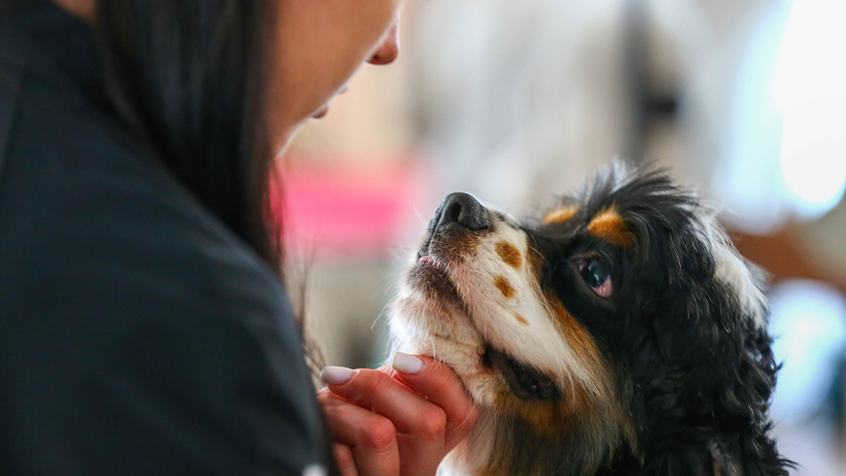 Помогавшая бойцам СВО собака Победа получила «Лохматый Оскар»