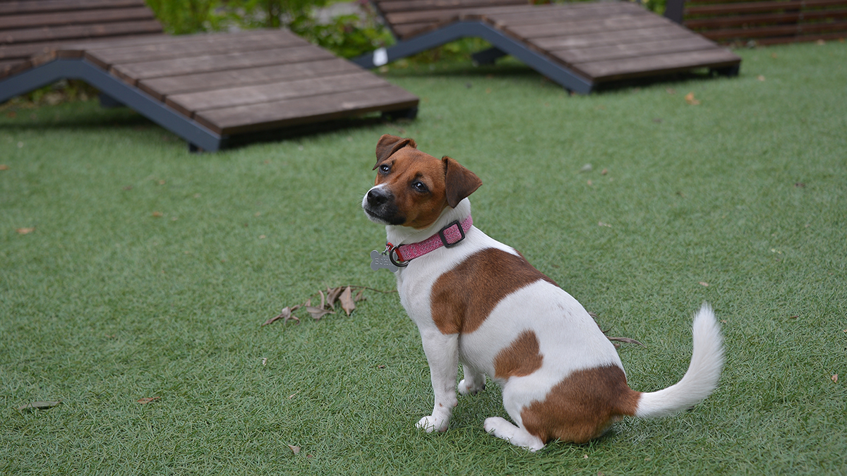 Baza: Неизвестные украли собаку в Подмосковье и жестоко надругались над ней