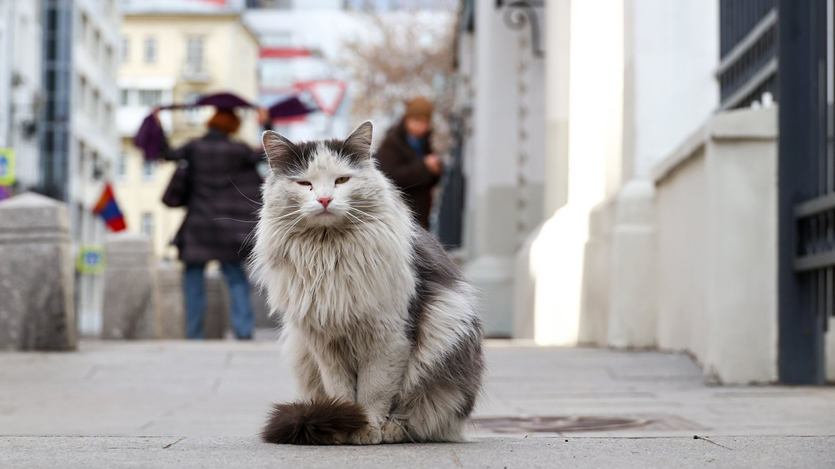 Кот-каскадер проехал 150 километров в подвеске машины из Андреевки во Владивосток