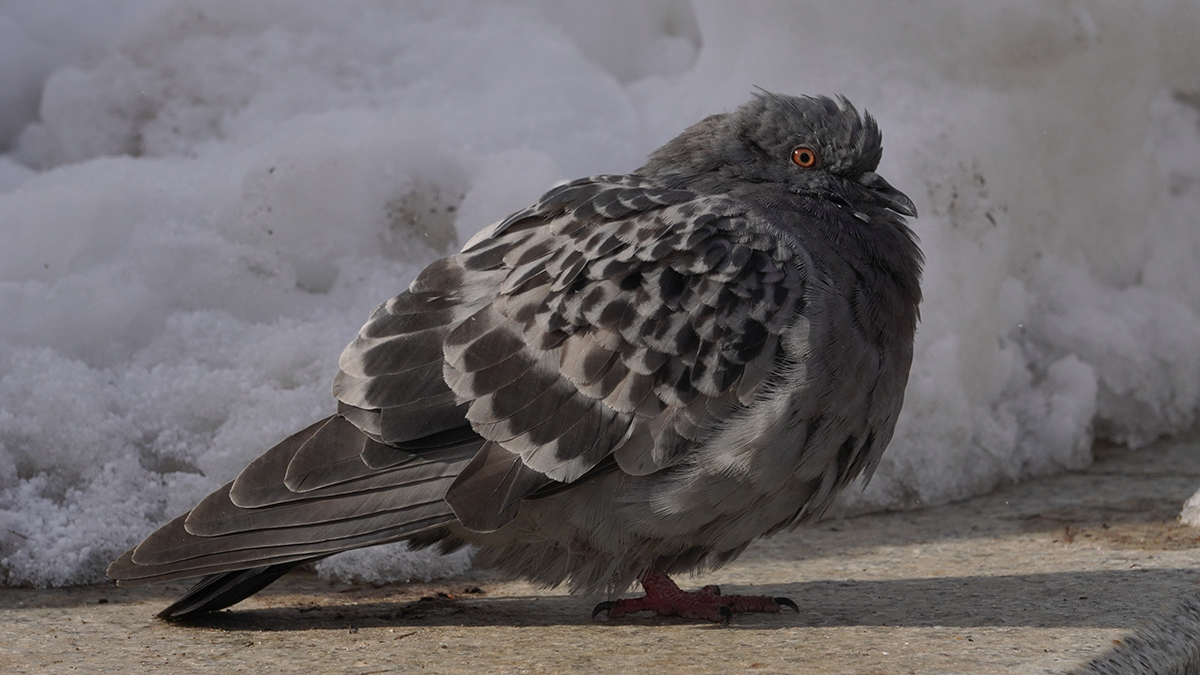 Когда растает снег в Москве