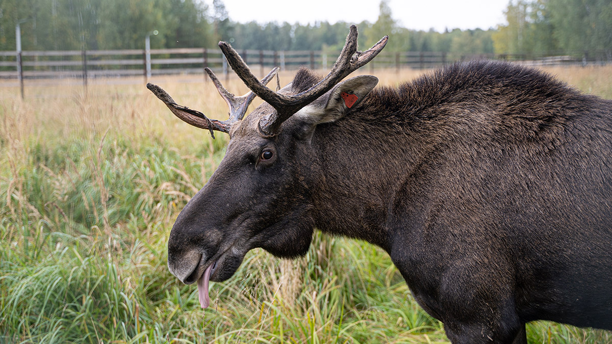 Ученые продолжают изучение экосистем национального парка «Лосиный Остров»