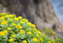 Александр Хаминский призывает беречь природу и рассказывает о Красной книге России aleksandr haminskij prizyvaet berech prirodu i rasskazyvaet o krasnoj knige rossii-obzone-su-174621355300-0