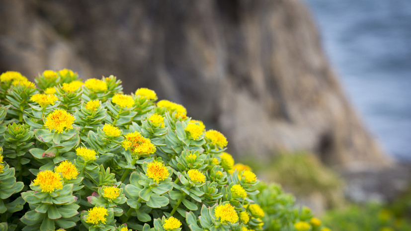 Юрист Хаминский напомнил про уголовное наказание за сбор редких растений