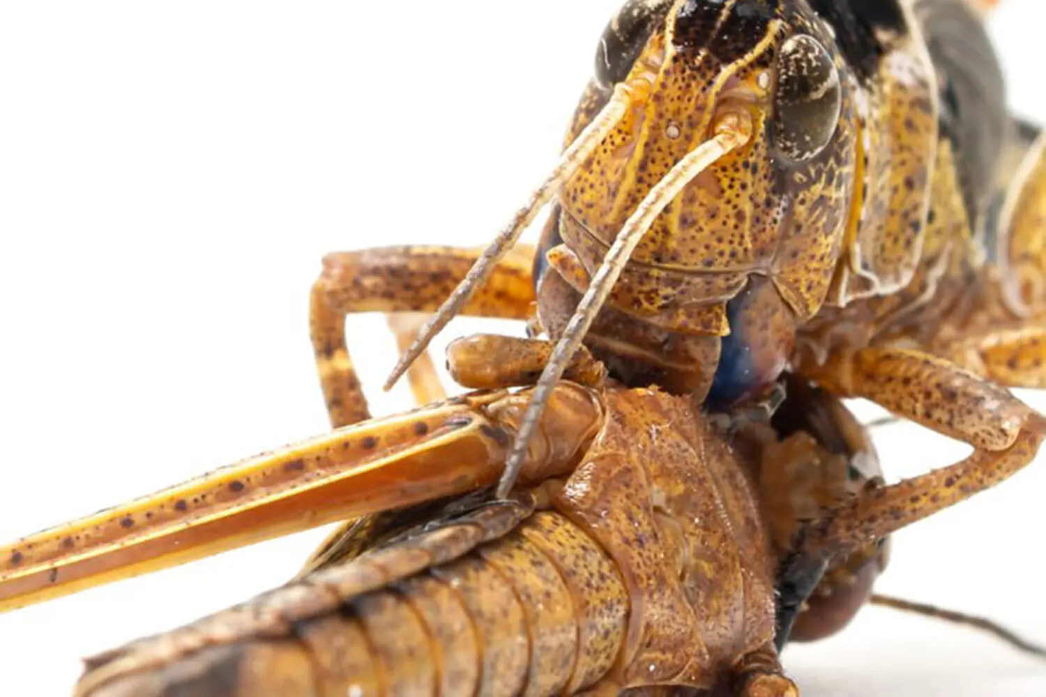 Коутаро Ульд Маэно объясняет, как пустынная саранча воспроизводит потомство-0