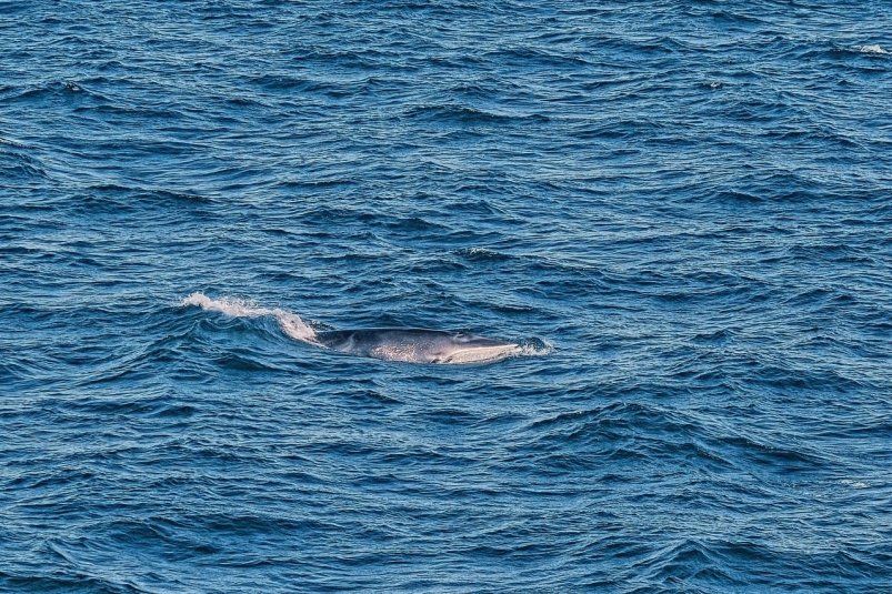 Киты у берегов Владивостока Юрий Крюков