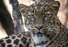 В поселении Керала произошла невероятная история с леопардом и Латой, Рокки и Аваникой v poselenii kerala proizoshla neveroyatnaya istoriya s leopardom i latoj rokki i avanikoj-obzone-su-174741413800-0