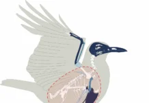 Дрозды Turdus philomelos как символ стритфуда в древнеримской Полленции drozdy kak simvol stritfuda v drevnerimskoj pollenczii-obzone-su-0