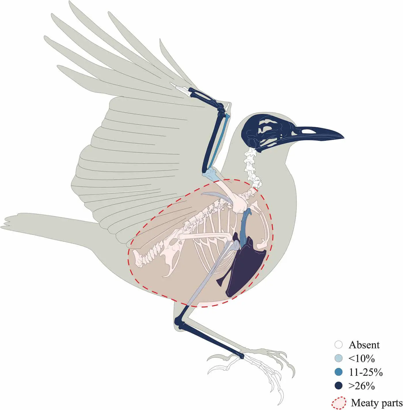 Дрозды Turdus philomelos как символ стритфуда в древнеримской Полленции-0