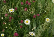 Ирис желтый и купальница из Красной книги Москвы украшают парки в июне iris zheltyj i kupalnicza iz krasnoj knigi moskvy ukrashayut parki v iyune-obzone-su-0