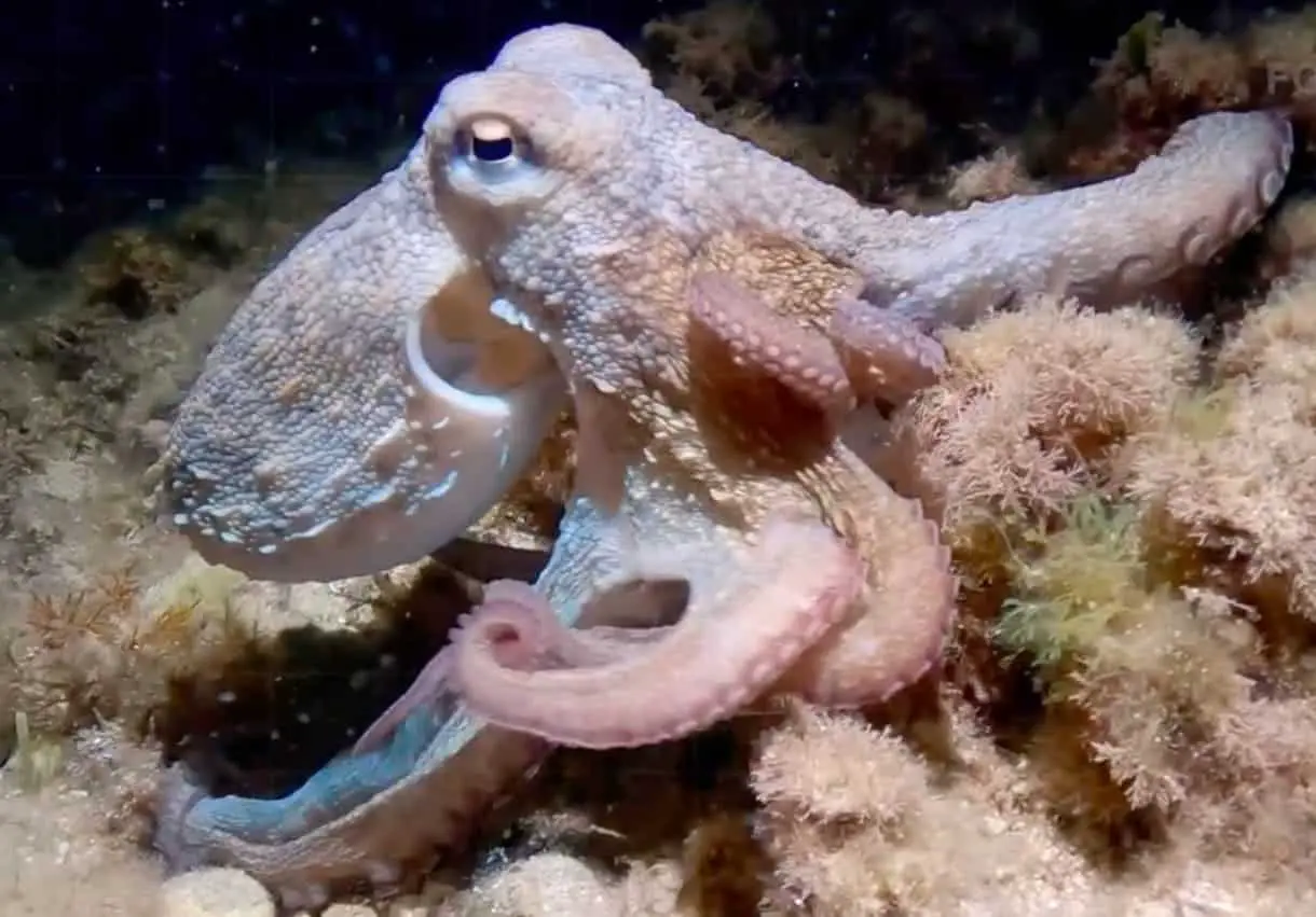 Octopus vulgaris получил девятую конечность благодаря исследованиям IIM-CSIC-0
