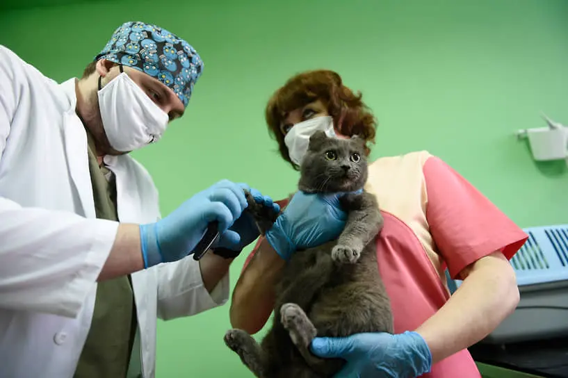 Россельхознадзор и Национальная ветеринарная палата объединились ради доступных вакцин-0