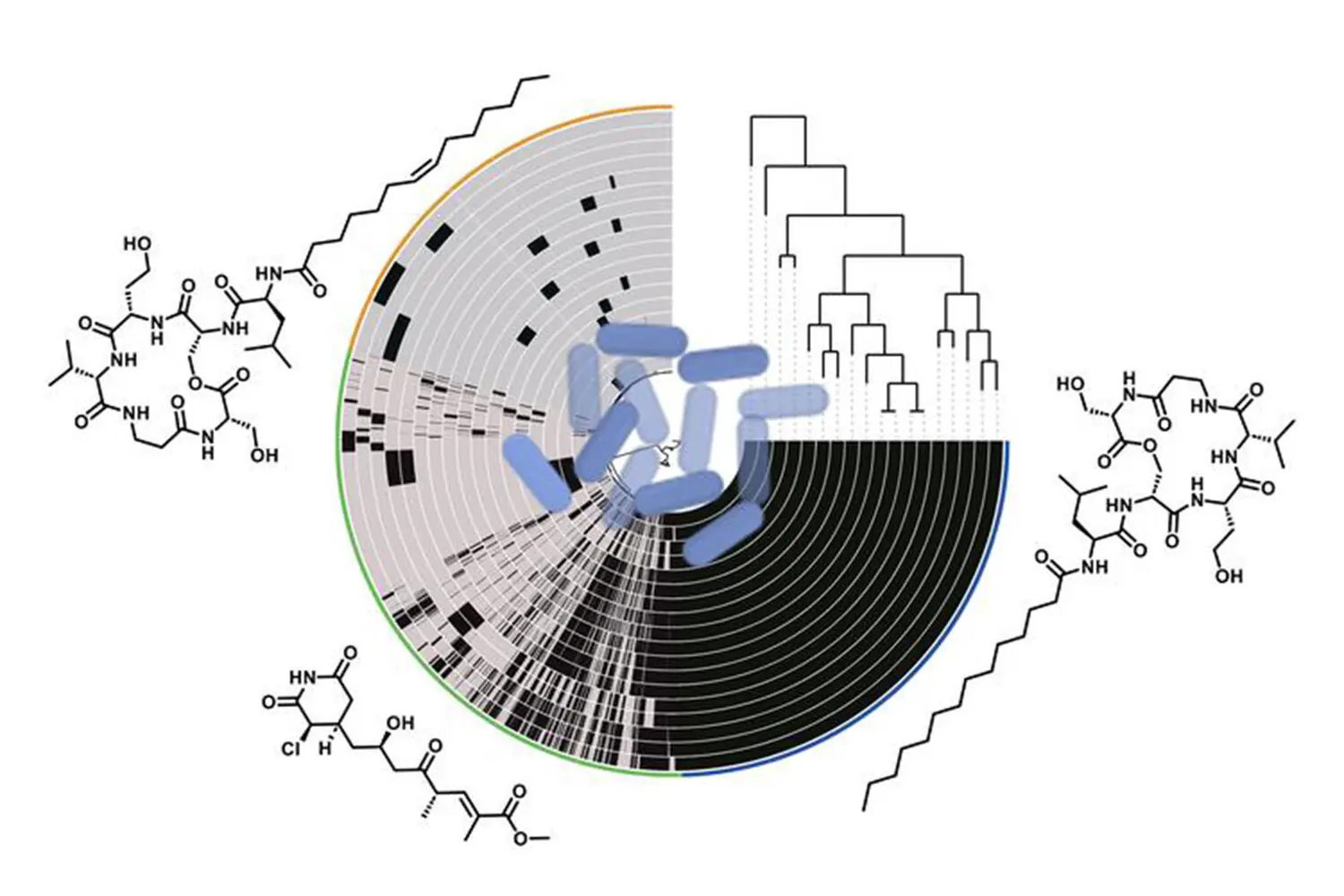 Сирилипамиды и сецимиды Pseudomonas syringae открывают новые горизонты SecA-0