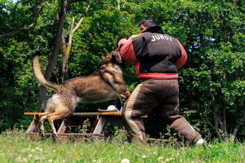 Овчарки способны насквозь прокусить кевлар во время тренировки Евгений Кулешов, ИА PrimaMedia