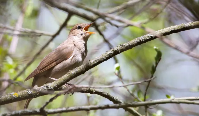 Где в Москве можно услышать пение соловья