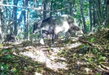 Возвращение амурского горала в Уссурийский заповедник внушило надежду vozvrashhenie amurskogo gorala v ussurijskij zapovednik vnushilo nadezhdu-obzone-su-0