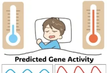 i komanda obyasnyayut ustojchivost biologicheskih chasov k zhare-obzone-su-0